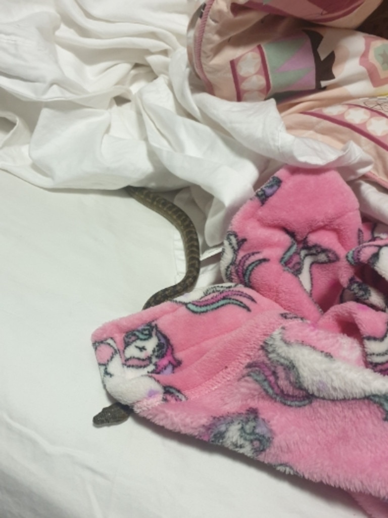 A snake was found under the covers in a little girl's bed at Cedar Creek. Picture: Brisbane North Snake Catchers and Relocation