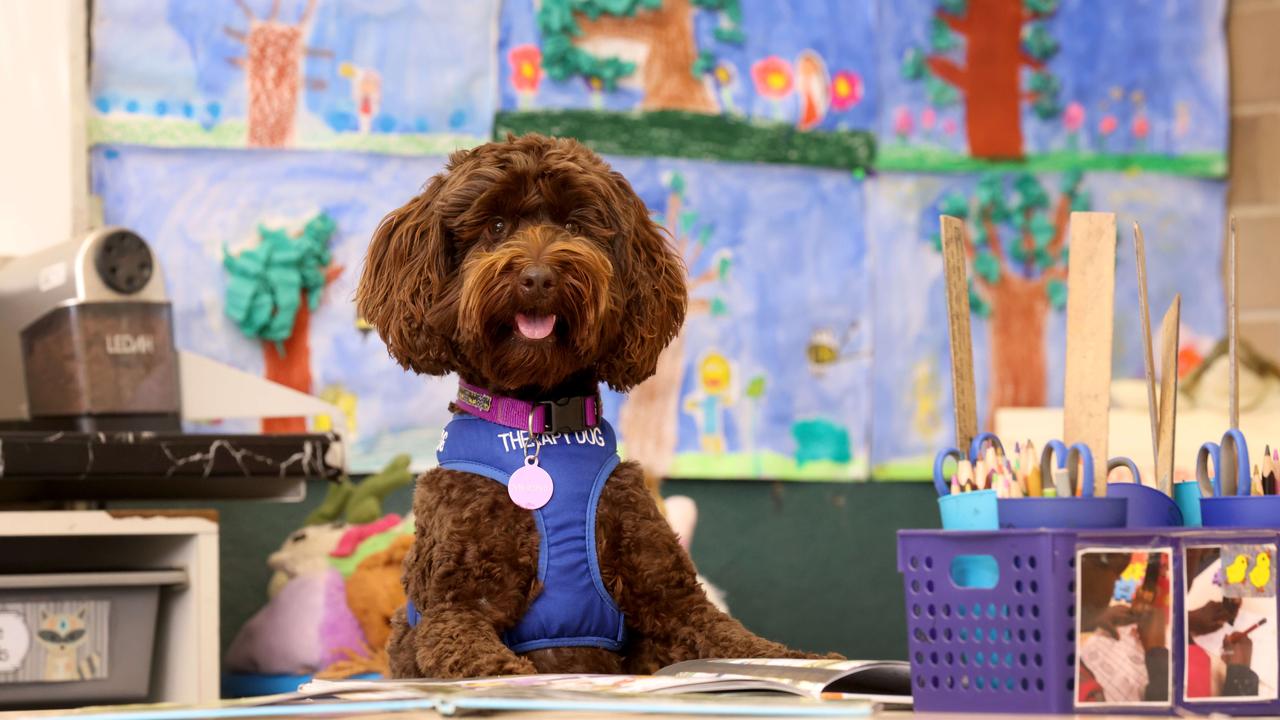 Wheenie the miniature schnoodle works as a therapy dog at Settlers Farm Primary School in South Australia. Picture: Kelly Barnes
