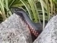 A pregnant red-bellied black snake found on the Sunshine Coast.