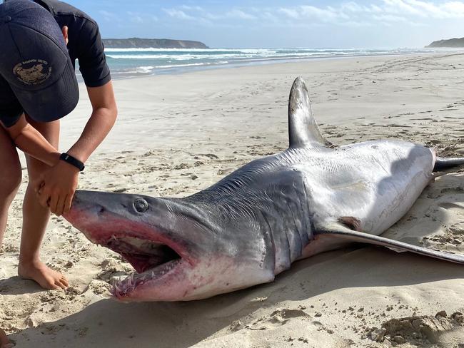 Sadly, this washed up Short-fin Mako Shark was found dead in Coffin Bay today �� It’s always just as intriguing, as it is, fascinating, pondering the fate of this incredibly speedy fish.With finds like this comes an opportunity for marine biologists to examine the shark further and through dissection, pave the way for an array of educational purposes.�� by @raisingofthesons— at Almonta Beach.