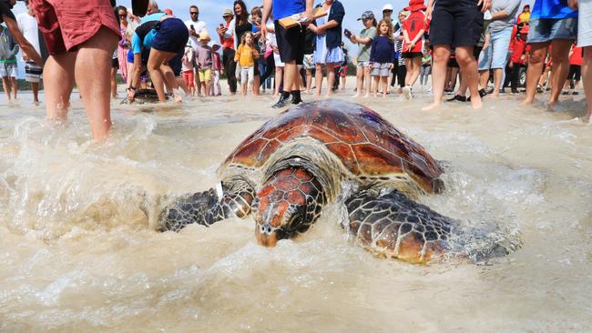 KEEPING WATCH: The NSW TurtleWatch program will be hosting a free community information session on December 21. Photo: Scott Powick.