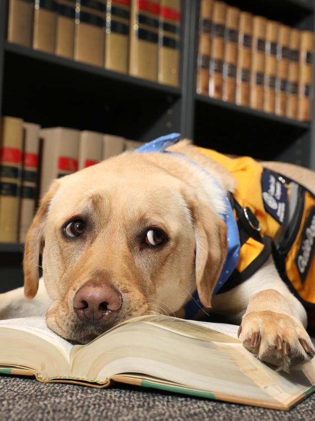 New canine court companion, Zeb, in the Attorney-General’s department. Picture: Dean Martin