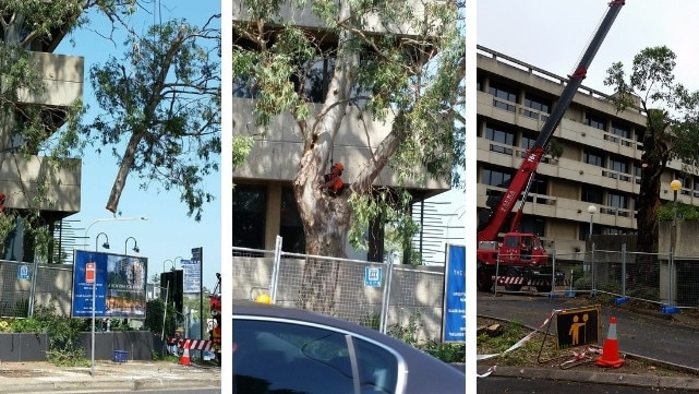 Mature trees being cut down near the Epping town centre last week.