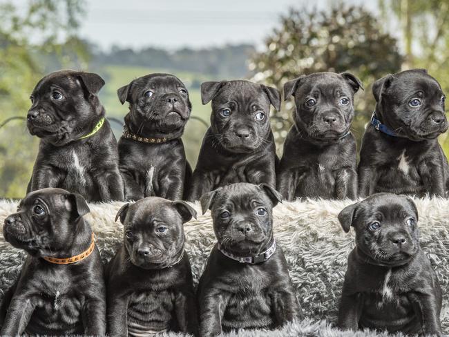 The nine puppies are almost six weeks old. Picture: Jason Edwards