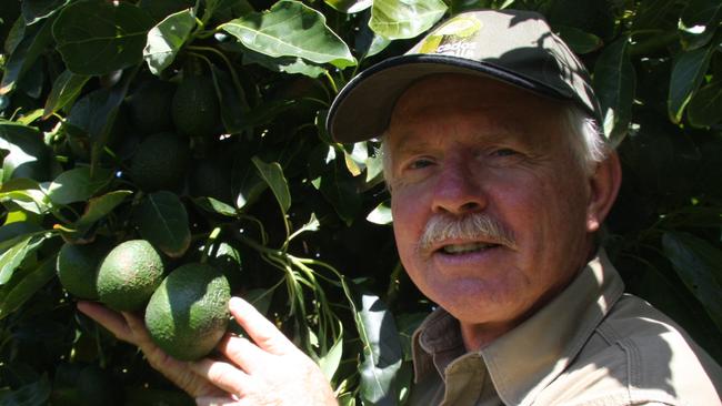 Paul Bidwell with some of the avocados they will soon be harvesting.