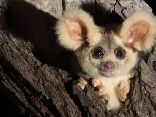 Rangers build new homes after bushfires ravaged the habitat of Australia's Greater Gliders.Pictured a Gizmo aka Greater Glider Pictures: Supplied.