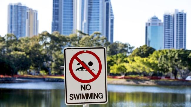 Gold Coast Council bought in Sea World divers to go hunting for a stone fish spotted in Evandale Lake. Picture: Jerad Williams