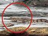 Just chilling: Croc sighting stuns waterfront onlookers
