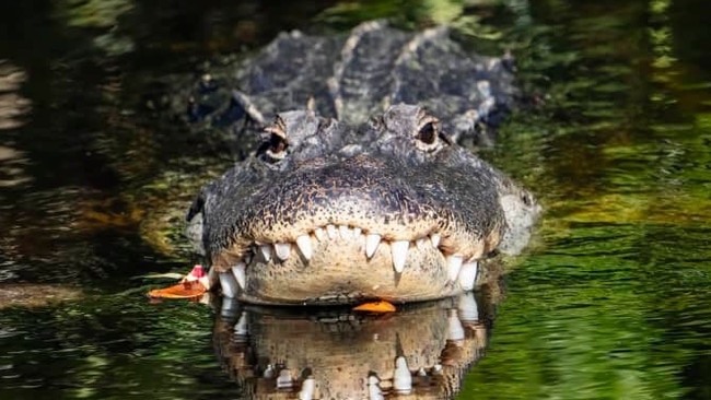 Florida is home to about 1.3 million alligators. Picture: Ronen Tivony/Zuma Press