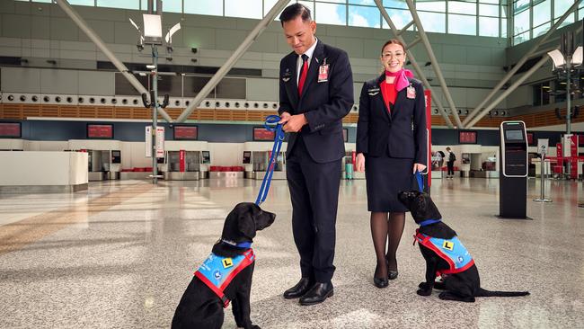 Qantas has partnered with Assistance Dogs Australia to raise awareness of their organisation and to support people with disability to fly. Photo: Qantas