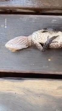 Lizard brought back to life after CPR