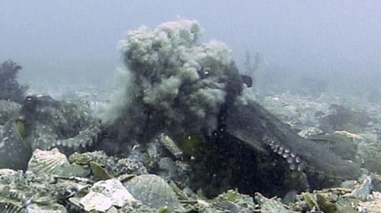 Female octopuses throw things at males sexually harassing them. Picture: University of Sydney