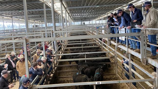 Eager buyers at the Wodonga store cattle sale today. Picture: Supplied