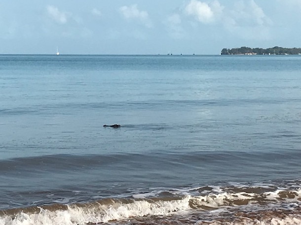 A 1.5m crocodile spotted lurking at Mindil Beach on Sunday. Picture: Nicole Wallace