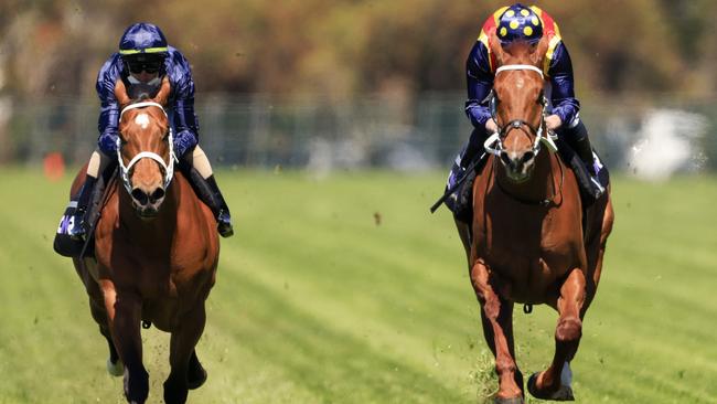 Glen Boss got his first feel of Home Affairs (left) in an exhibition gallop with Nature Strip at Rosehill on October 6. Picture: Getty Images