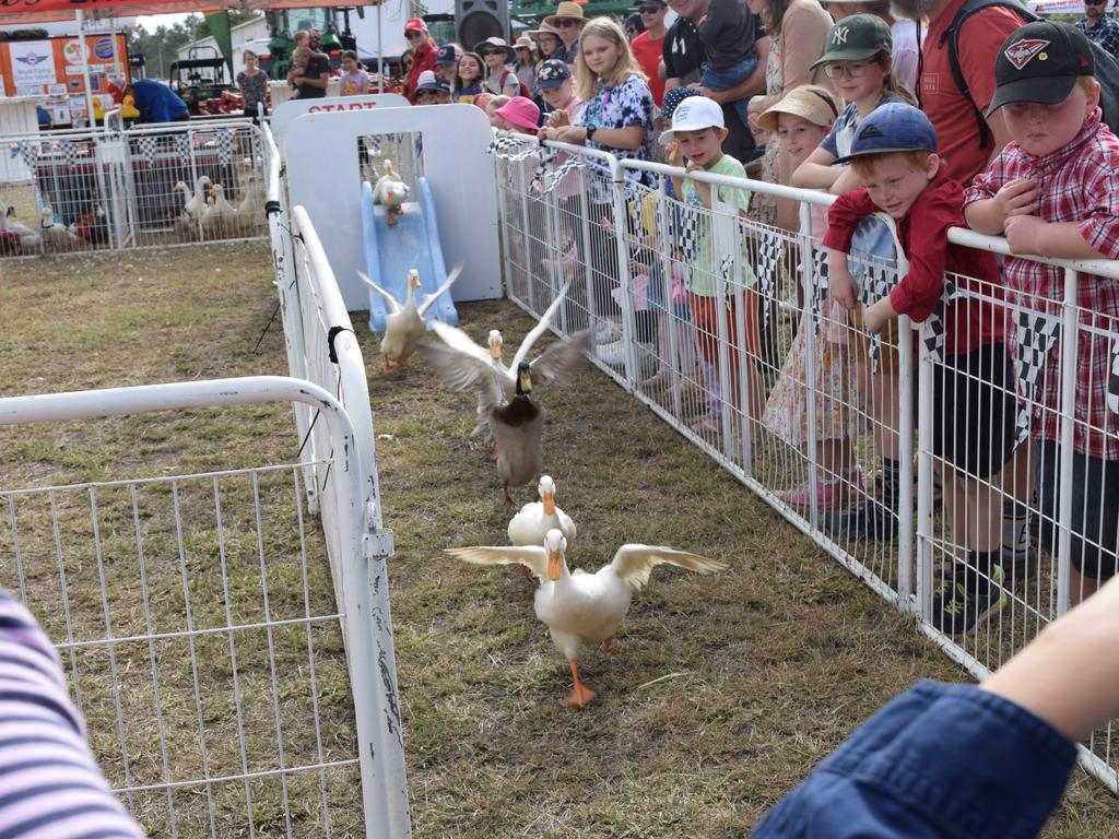 The duck races attracted huge crowds of all ages.