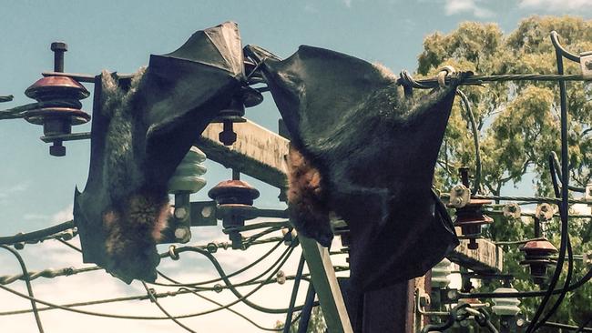 Grey-headed flying foxes - or fruit bats - caught on electricity infrastructure. Picture: SA Power Networks.