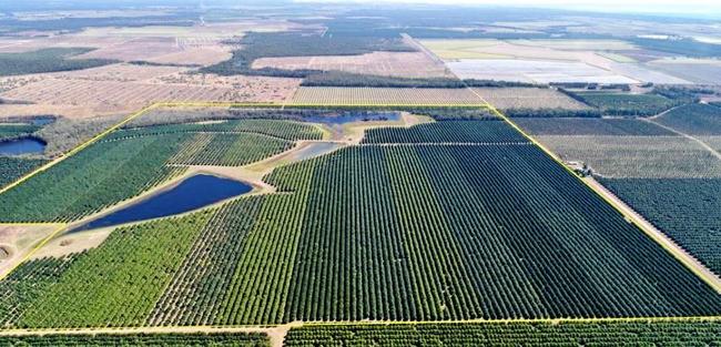 PLANTATION STATION: 32,000 macadamia trees line the huge 251.7 acre property at Welcome Ck. Picture: precisionrealestate.com.au