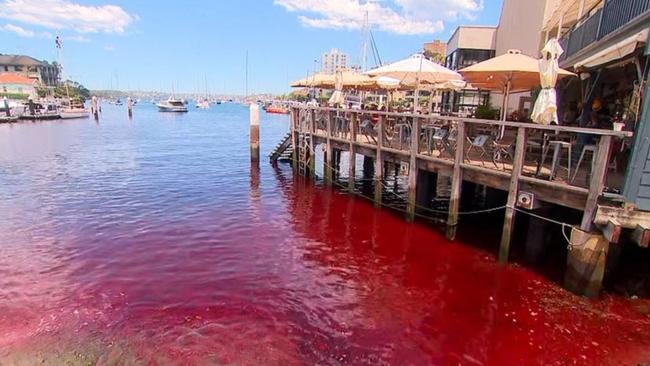 Residents in Sydney were shocked this morning to discover mysterious red water in the bay that runs into Sydney Harbour, leaving experts puzzled. Picture: 7 News