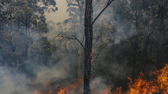 A bushfire tears through Maudsland, blowing smoke over Pacific Pines on the Gold Coast. Photo: Cam Neville / Aurora Photos