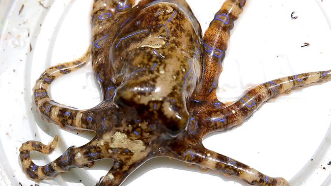 Blue-ringed octupus can kill.