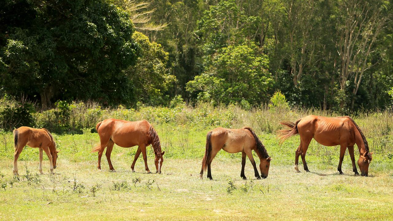 Two people rushed to hospital after car crashes into horse at Yarrabah ...