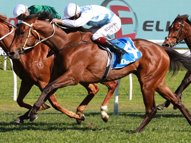 Montefilia is ready to show her best as she steps up to 20900m in Saturday's Kingston Town Stakes. Picture: Grant Guy