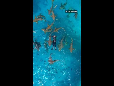 270624_Woman conquers her fear by swimming with over 20 sharks