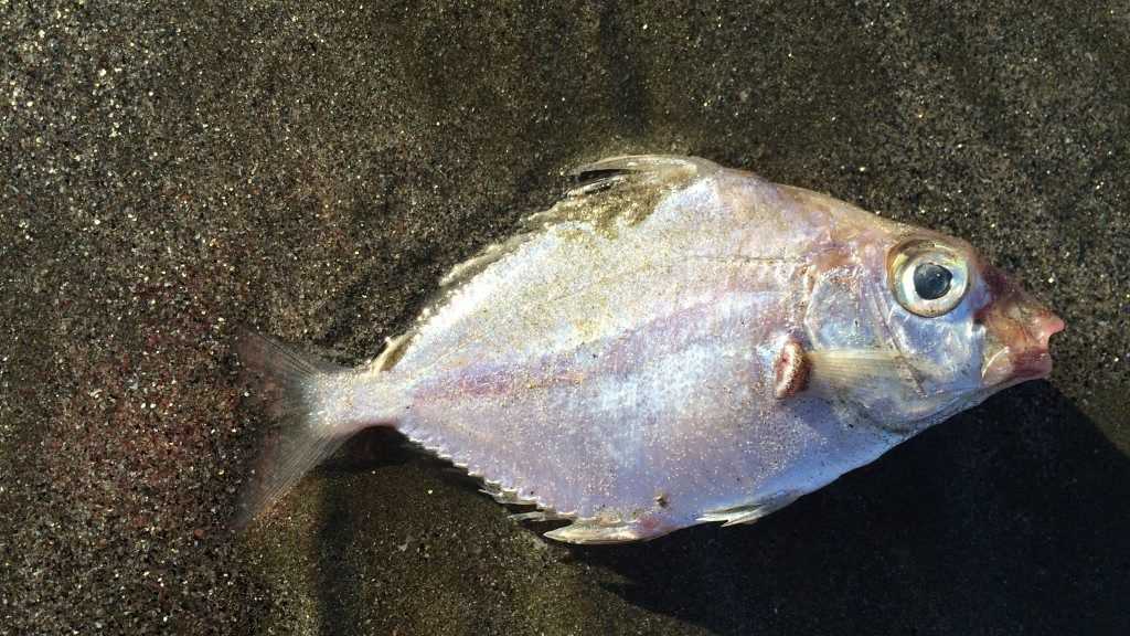 Thousands of dead fish wash up at Cape Hillsborough in CQ | The Chronicle