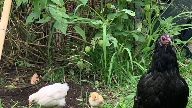 Lucy (black) and Bubby (yellow) were killed by the dogs.