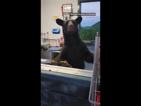 Scary moment hungry bear attacks worker at theme park