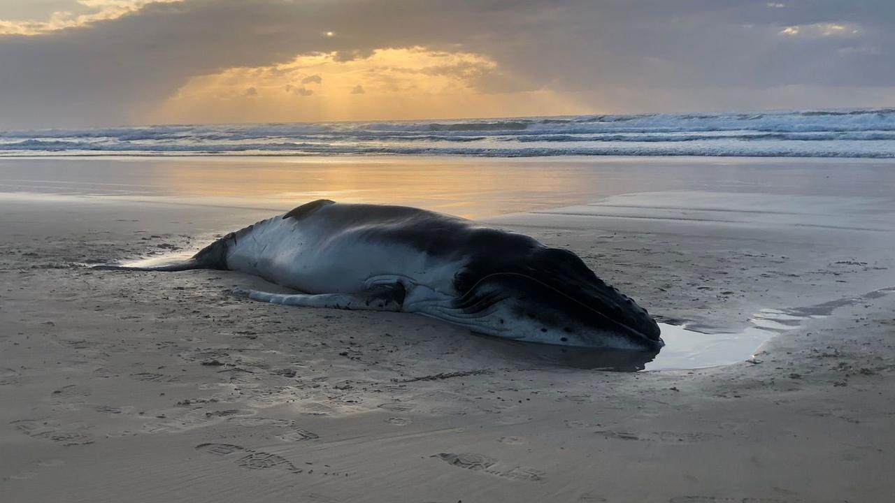 Revelations of the investigation follow news a humpback whale calf was euthanized after stranding on the eastern side of the island, near Eurong on Monday July 22, 2024.