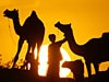 camels/Reuters