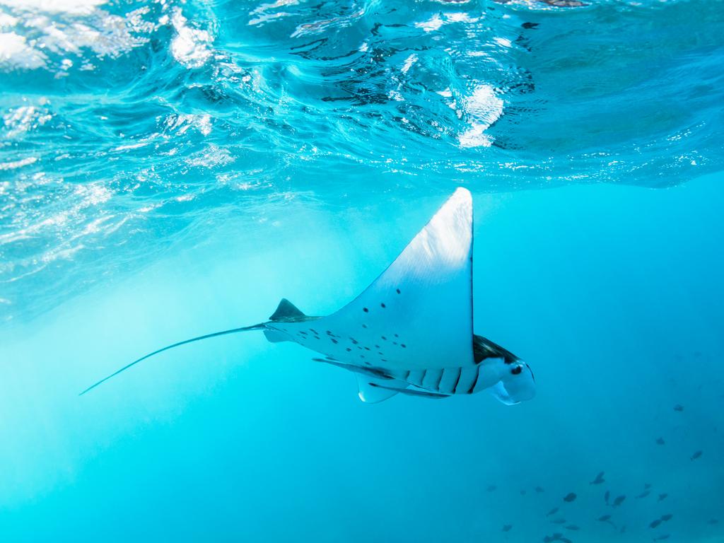 <h2><strong>Swim with mantas in Nusa Penida</strong></h2><p>Your tribe will need to wake early for this once-in-a-lifetime experience, but it's well worth it. Snorkel with metre-wide manta rays off Manta Point in Nusa Penida, a cleaning and feeding station where the winged creatures descend most mornings, much to spectator's delight.</p><p class="button-common"><a title="https://travel.escape.com.au/activities/nusa-penida-snorkeling-adventure-private--all-inclusive-45164" href="https://travel.escape.com.au/activities/nusa-penida-snorkeling-adventure-private--all-inclusive-45164" target="_blank" data-cta="https://travel.escape.com.au/activities/nusa-penida-snorkeling-adventure-private--all-inclusive-45164" data-editable="true">Book here</a></p>