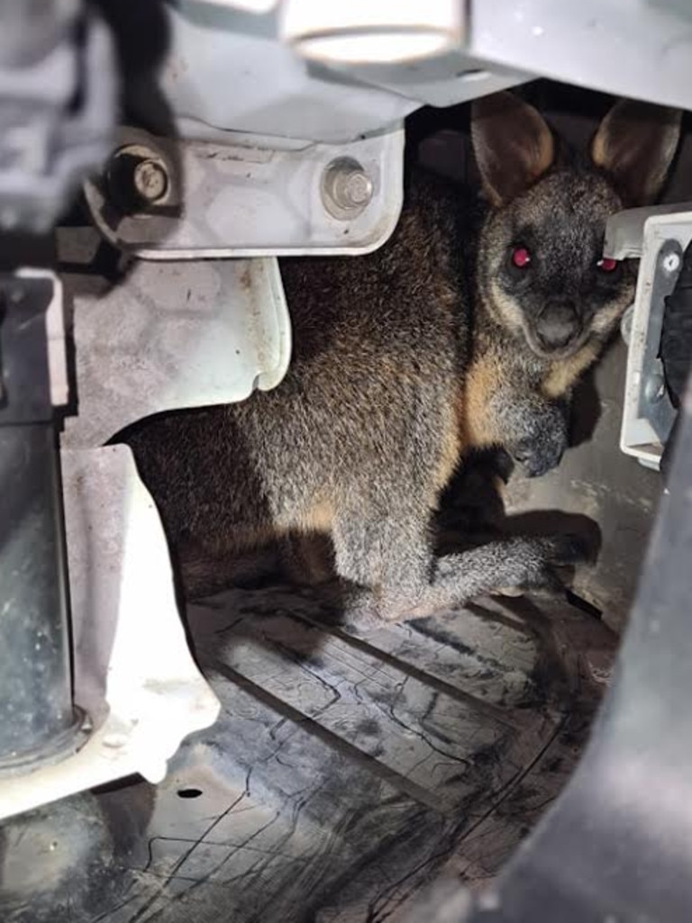 The joey was ‘terrified’. Picture: Hamilton Wildlife Shelter