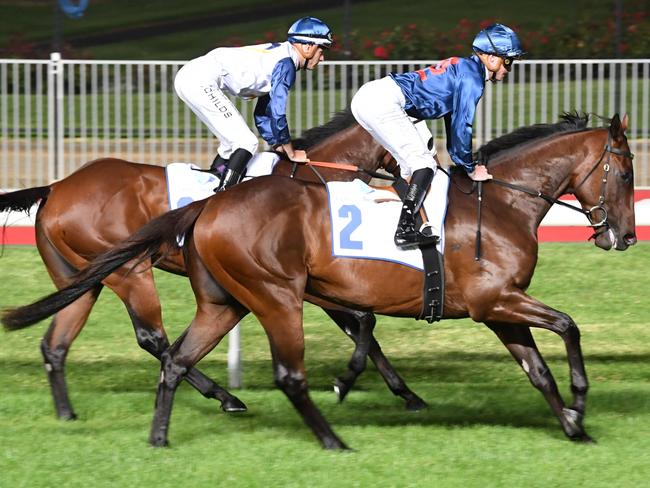 Steparty ridden by Blaike McDougall prior to the Clamms Seafood Australia Stakes at Moonee Valley Racecourse on January 24, 2025 in Moonee Ponds, Australia. (Photo by Brett Holburt/Racing Photos via Getty Images)