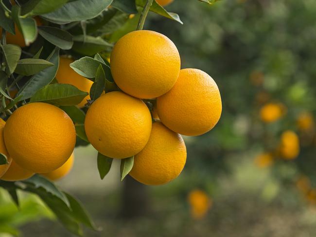 Orange trees, close up. Fruit trees Istock.