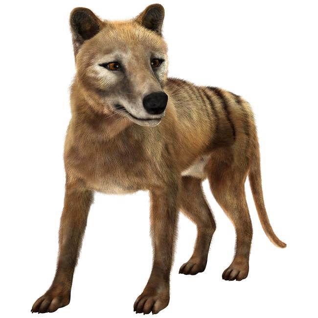 A modern 3D rendering of the extinct thylacine.
