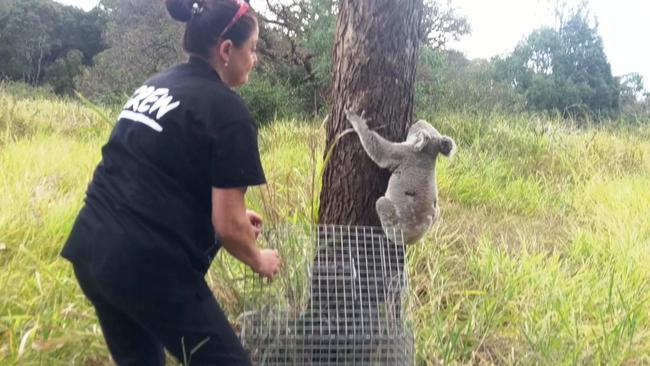 Harrison the koala found and released back into Tillack Park in Mansfield. Photo: Kristy Muir