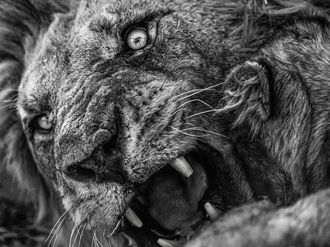 ***ONE TIME WEB USE ONLY - NO REUSE - MUST CONTACT PHOTOGRAPHER DIRECTLY FOR ANY FUTURE USAGE, LARGE FEES MAY APPLY*** Africa Geographic Photographer of the Year 2021. Fly in the eye. Chobe National Park, Botswana. © Hannes LochnerA lion cub tries to nudge dad, but the male is grumpy. At the click of the shutter, a fly passes through the focus point and the pupil of the eye. The blunt teeth indicate an old male – but clearly, one still to be feared. Cubs always tread lightly around the males, weary of a swipe.Picture: Hannes Lochner Africa Geographic Photographer of the Year 2021