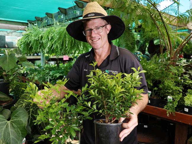 The hot, humid weather that is typical during summer in Cairns is tough on most plant varieties. Watergardens Nursery owner Adam Griffiths recommends planting hardy shrubs, such as Lilly Pilly and Murraya over the hot summer months. Picture: Brendan Radke