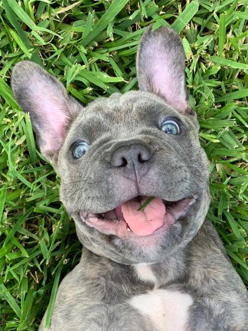 NSW Cutest Pets 2022: Kobe the Frenchie X