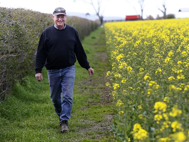 Growth industry: Macquarie Oil operator Rob Henry in a field of canola at Cressy. Inset, from top right: Mr Henry at the oilpress; the paddock in bloom; canola flowerheads; canola-oil meal. Pictures: Chris Kidd