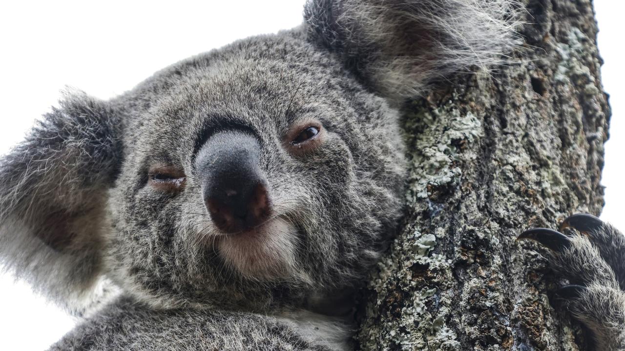 Koala bear at zoo doesn't survive surgery