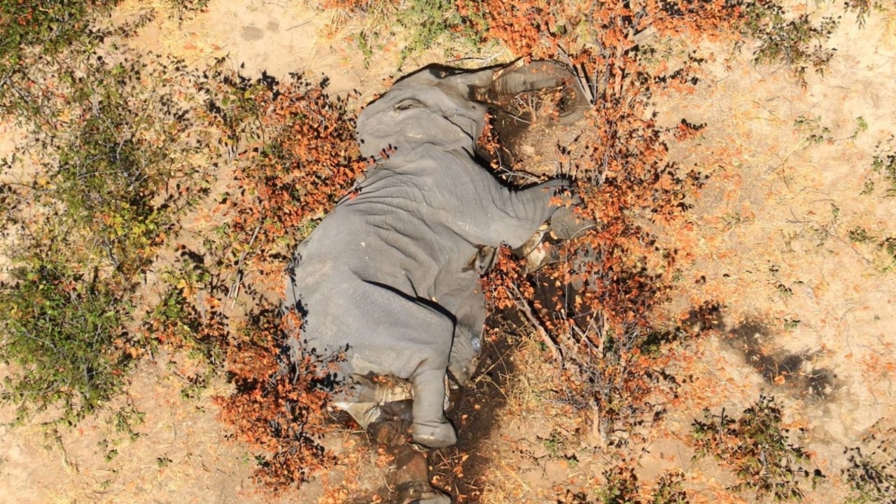 Investigation launched into spike in elephant deaths