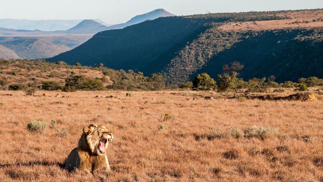 The semi-desert region is a global biodiversity hotspot.