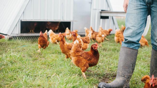 A chicken from Ruby Hills Organics Picture: Emma Steendam Photography