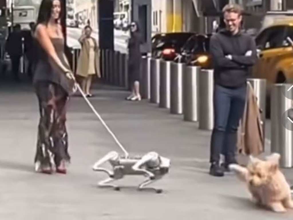 It then lunged at a horrified caboodle. Picture: TikTok