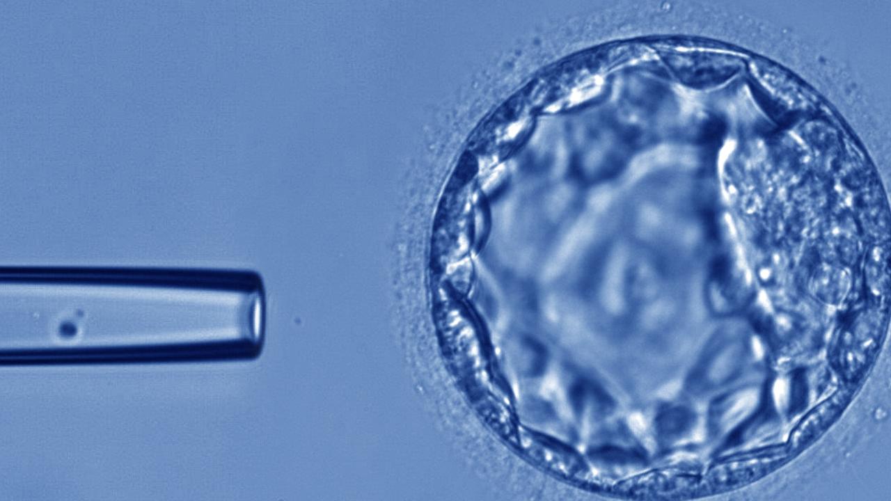 Monash IVF cuts profit guidance after embryo mix up