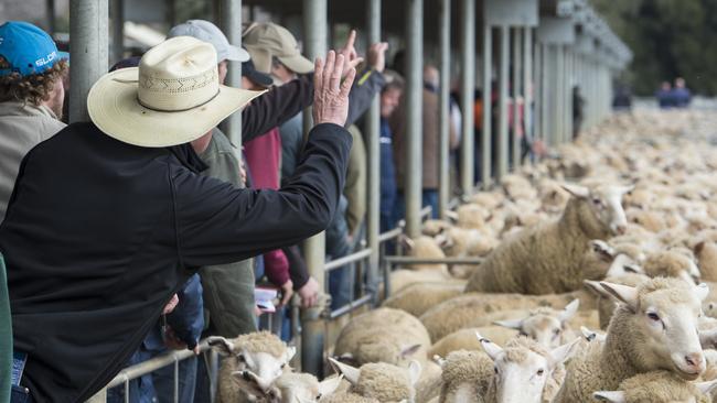 A prime sheep sale at Bendigo. Picture: Zoe Phillips